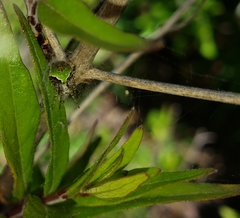 Araneus detrimentosus