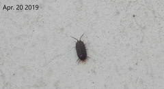 Koreoniscus racovitzai