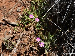 Calandrinia reticulata