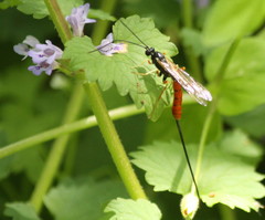 Dolichomitus irritator