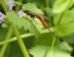 Dolichomitus irritator