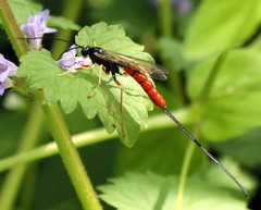 Dolichomitus irritator