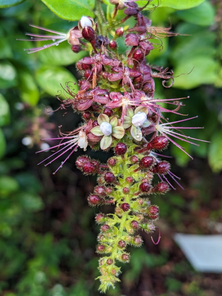 Hirtella paniculata