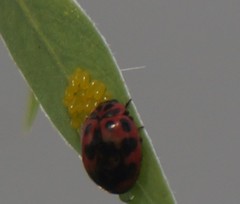 Neoharmonia venusta