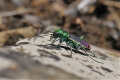Cicindela splendida