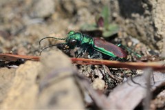 Cicindela splendida