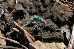 Cicindela splendida