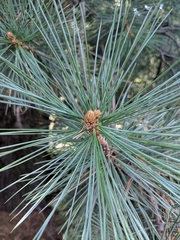 Pinus lambertiana