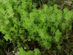 Cruciata pedemontana