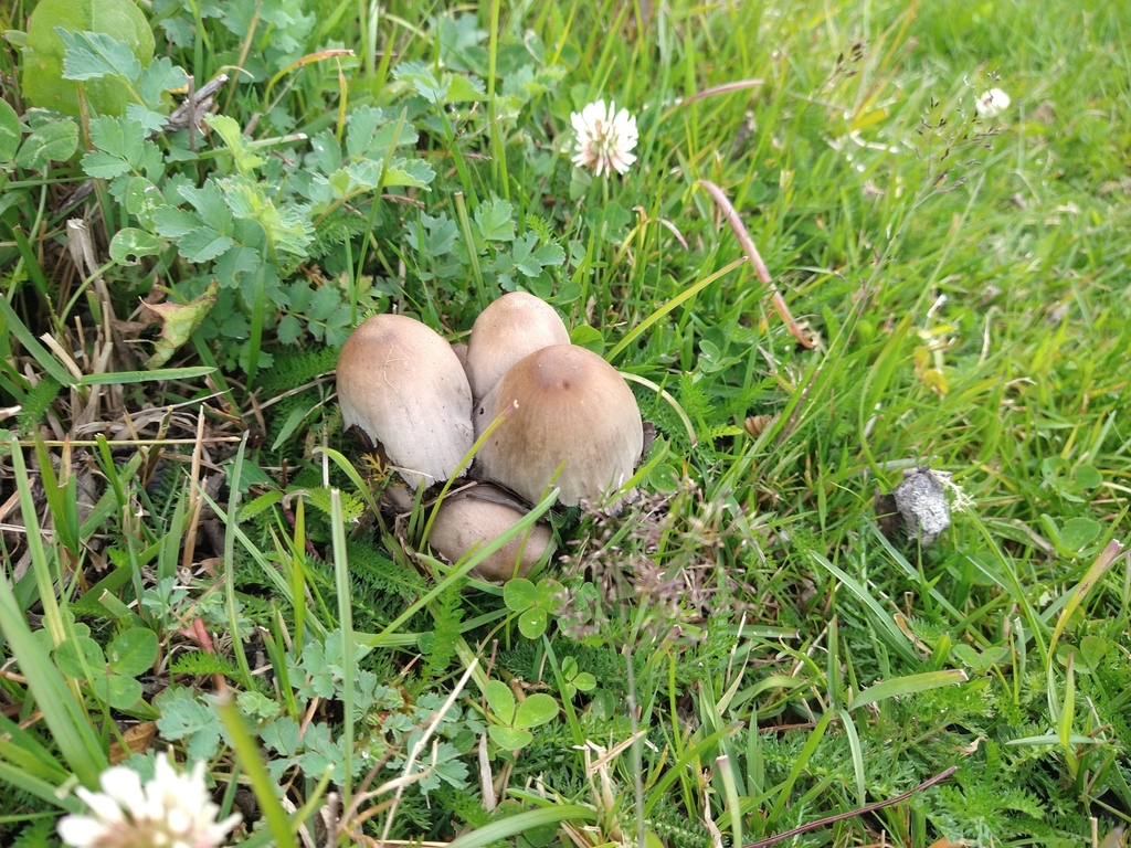 Coprinopsis atramentaria