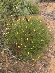 Crocanthemum scoparium