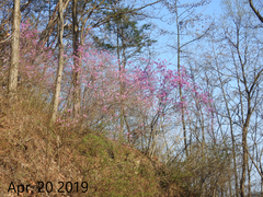Rhododendron mucronulatum