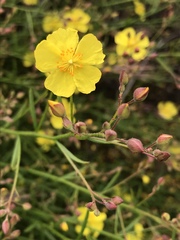 Crocanthemum scoparium