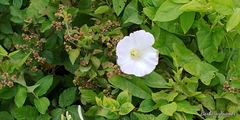 Calystegia sepium limnophila