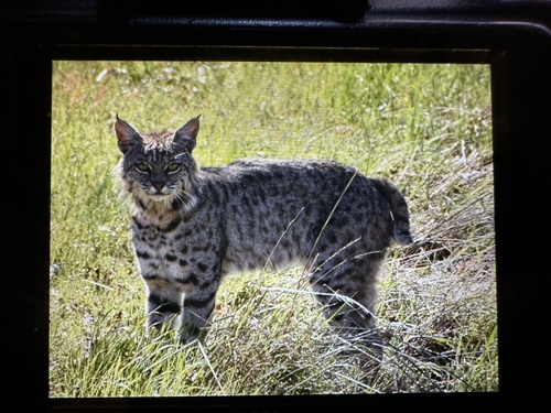 iNaturalist observation photo of Bobcat