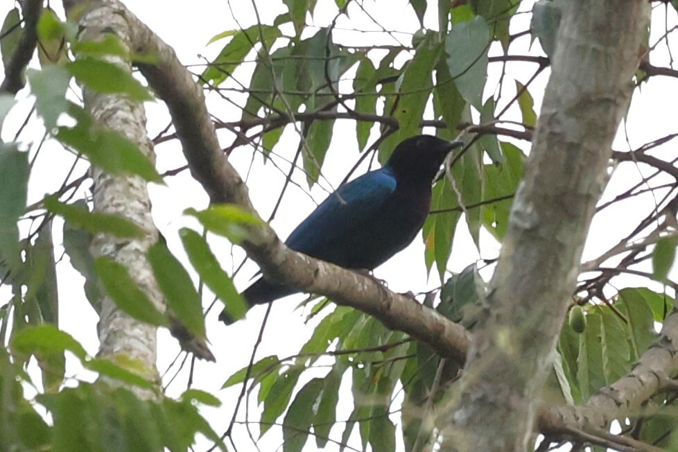 Purple-headed Starling (Hylopsar purpureiceps), photo 10