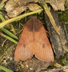 Orthosia transparens