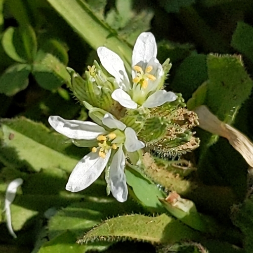 Musky stork's bill (Erodium moschatum)