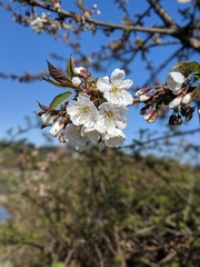 Cerasus