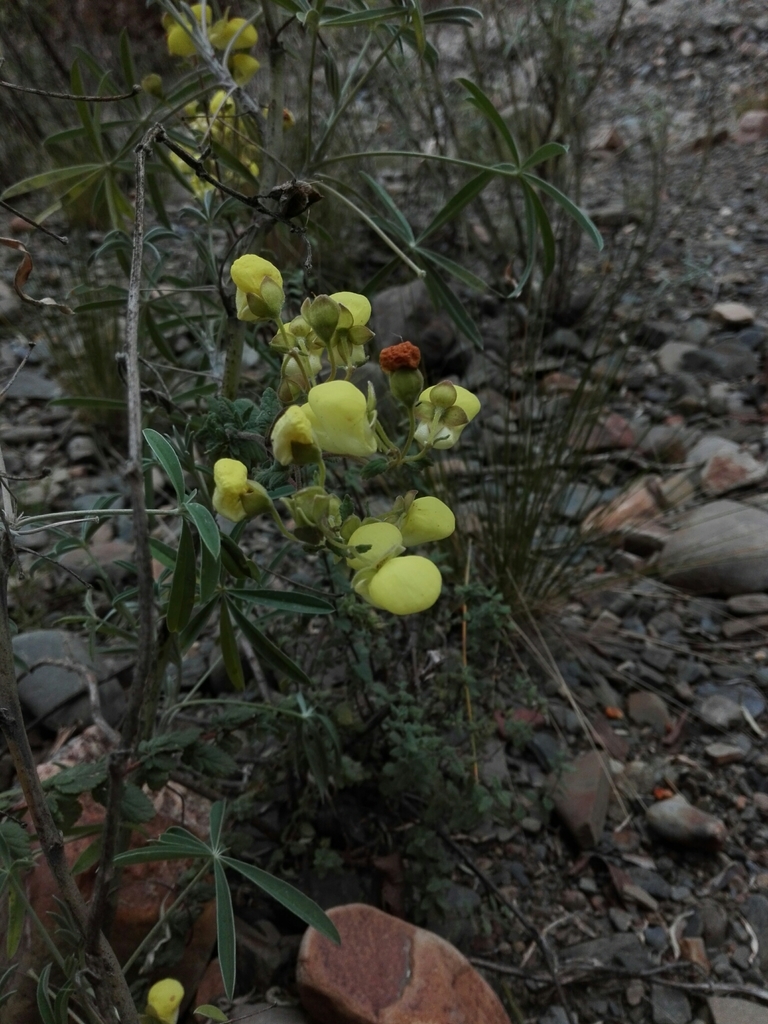 Calceolaria pinnata