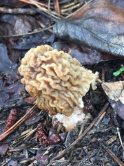 Morchellaceae