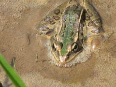 Lithobates sphenocephalus utricularius
