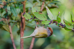 Grey-Eyed Greenlet photo 2