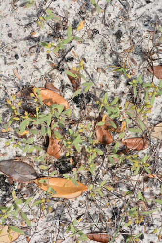 Image of Coastalsand Frostweed (Crocanthemum arenicola) by (c) Amber M. King, some rights reserved (CC BY)