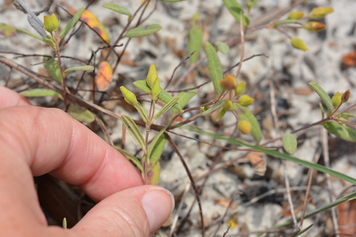 Image of Coastalsand Frostweed (Crocanthemum arenicola) by (c) Amber M. King, some rights reserved (CC BY)