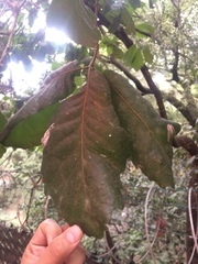 Quercus