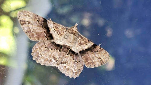 Cleora repetita
