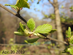 Alnus hirsuta