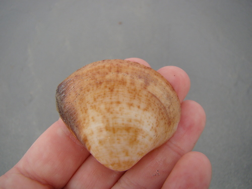 Mactra maculata