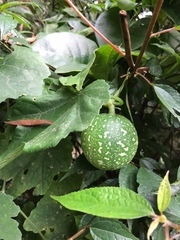 Trichosanthes laceribracteata