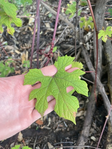 Foto de Uva