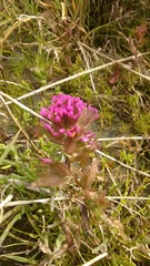 Castilleja ambigua humboldtiensis