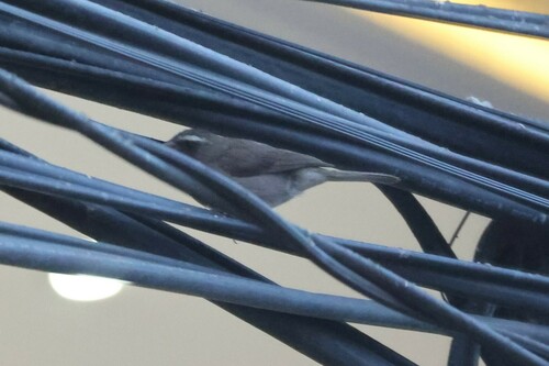 Brown-rumped Seedeater (Crithagra tristriata), photo 1
