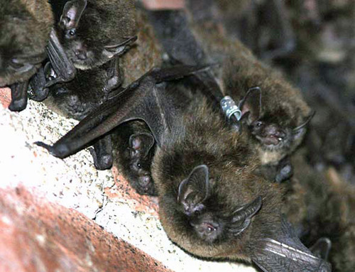 iNaturalist observation photo of Long-legged Myotis