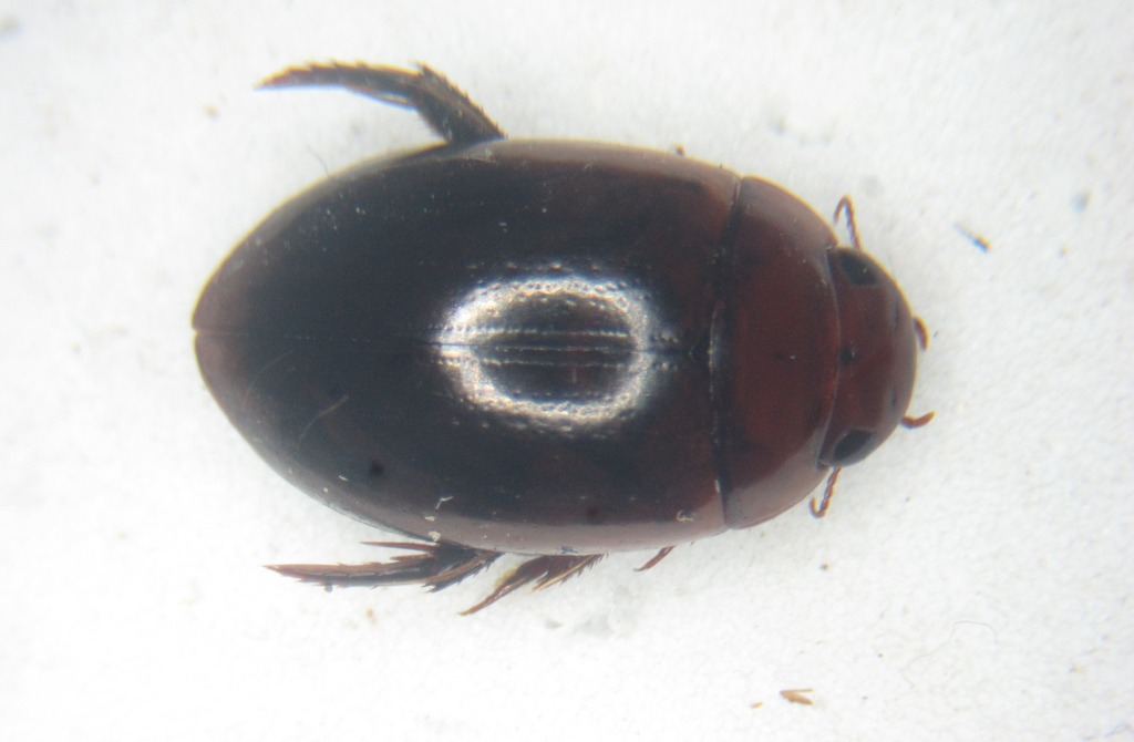 brown diving beetle