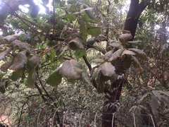 Quercus