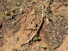 Cicindela scutellaris scutellaris