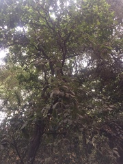 Quercus