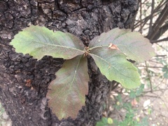 Quercus