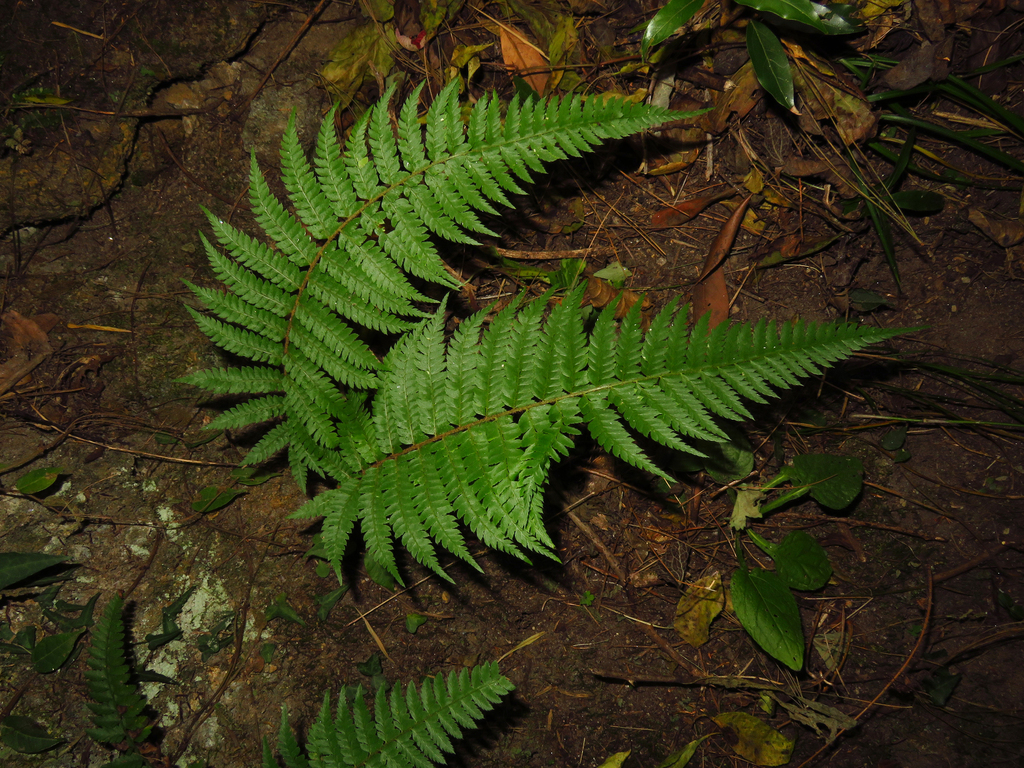 Polystichum discretum (Polystichum discretum)