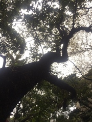 Quercus