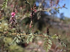 Indigofera basedowii