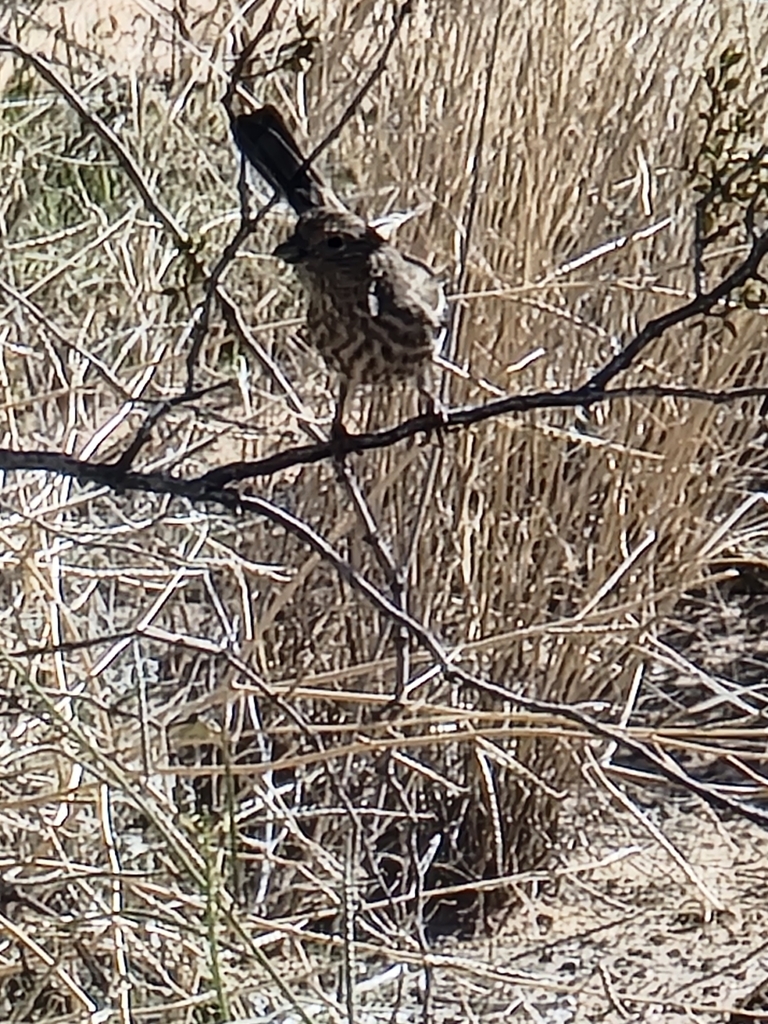 House Finch from Lincoln County, US-NV, US on February 18, 2024 at 11: ...