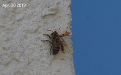 Epidaus tuberosus
