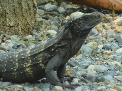 Ctenosaura oedirhina
