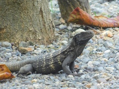 Ctenosaura oedirhina